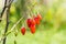 Goji berry, or wolfberry. Ripe berries on the branch. Anti aging fruit. Closeup.