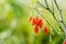Goji berry, or wolfberry. Ripe berries on the branch. Anti aging fruit. Closeup.