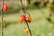 Goji berry, or wolfberry. Ripe berries on the branch. Closeup.