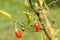 Goji berry, or wolfberry. Ripe berries on the branch. Closeup.