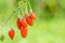 Goji berry, or wolfberry. Ripe berries on the twig. Anti aging fruit. Closeup.