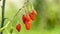 Goji berry, or wolfberry. Ripe berries on the twig. Anti aging fruit. Closeup. Lycium barbarum