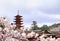 Goju-no-to pagoda Gojunoto pagoda, Five storied pagoda and blooming sakura branch, Itsukushima Shrine, sacred Miyajima Island,