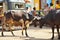 GOKARNA KARNATAKA INDIA - JANUARY 29 2016: Two bulls butting each other in the street in Gokarna city