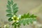 Gokhru Chota , Tribulus Terrestris flower and Small Caltrops flower Natural medicinal plant , yellow flower of ayurvedic plant