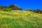 Golan Heights in sunny day