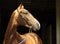 Gold Akhal-Teke horse portrait.  Stallion with traditional tack against a dark background