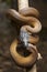 Gold Albertisi/white lipped python Leiopython albertisi
