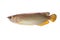 Gold arowana