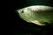 Gold Arowana underwater