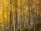 Gold Aspens at Kebler Pass