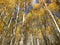 Gold Aspens at Kebler Pass