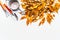 Gold autumn leaves with watering can and gardening tools on white background, top view. Fall gardening