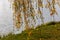 Gold autumn leaves of a weeping willow tree hanging over a Svislach river on a Island of Tears in Minsk, Belarus