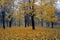 Gold autumn. October. Trees in the park in autumn attire.