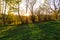 Gold autumn scenery in a forest with the sun casting beautiful rays of light through the foliage unto a footpath