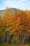 Gold autumn, yellow leafs, Russian Nord, Kirovsk, mountain ash