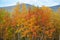 Gold autumn, yellow leafs, Russian Nord, Kirovsk, mountain ash