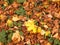 Gold autumnal leaves as nature background