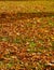 Gold autumnal leaves as nature background