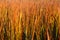 Gold background. Orange tall grass in autumn. Bright color of the grass at sunset. In the  forest