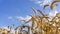 Gold barley Field in period harvest on background cloudy sky.