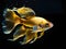 gold betta fish in water on black