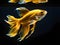 gold betta fish in water on black