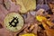 Gold bitcoin on the autumn foliage