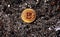 Gold Bitcoin coin ashes background