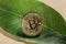 Gold bitcoin on green leaf. concept Sustainable Bitcoin Mining. Energy saving in cryptocurrency mining business.