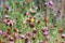 Gold and Black Finch in a field