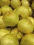 Gold brown big onions grown in north american agriculture farming