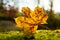 Gold and brown maple leaf sitting on a greem moss bed in the autumnback light by the setting Sun in a forest near Zurich city