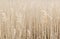 Gold bulrush texture