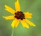 Gold and Burgundy Alabama Coreopsis tinctoria Wildflowers