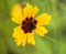 Gold and Burgundy Alabama Coreopsis tinctoria Wildflowers