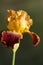 Gold and Burgundy German Tall Bearded Iris