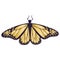 Gold butterfly isolated