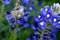 Gold Class Ring with Bluebonnets