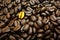 Gold coffee bean on a pile of coffee beans. The concept of luxury. Coffee beans texture background