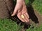 Gold Coin Found with Metal Detector