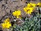 Gold Coin, Mediterranean Beach Daisy (Asteriscus maritimus, Bubo