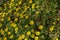 Gold coin yellow flowers Asteriscus maritimus.