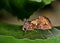 Gold colored moth roosting on a leaf.