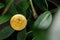 A gold-coloured Bitcoin coin rests on the leaves of a dollar tree