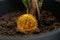 Gold crypto Bitcoin coin that is planted in the ground starts to sprout from the back of the