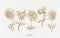 gold dahlia flower realistic hand drawn vintage illustration set elements