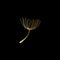 Gold dandelion seed isolated on black background