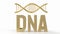 The Gold dna on white Background for sci or medical concept 3d rendering